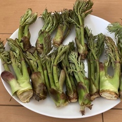朝採れ‼︎新鮮天然物山菜‼︎タラの芽　秋田県産
