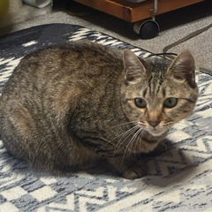 メス猫　1歳〜2歳