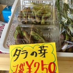 天然山菜❣️タラの芽と山ウド等