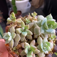 多肉植物の画像
