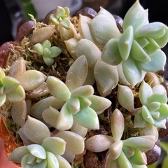 多肉植物の画像