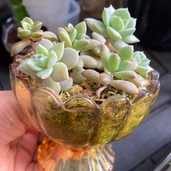 多肉植物の画像