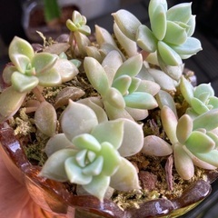 多肉植物