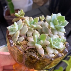 多肉植物の画像