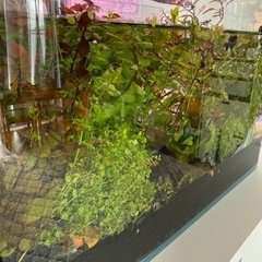水草いろいろ5本セット
