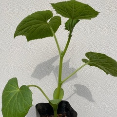 元気なキュウリの苗2株セット 
