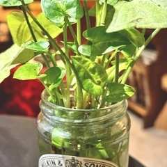 観葉植物　シンゴニウム　おしゃれな小瓶付きの画像