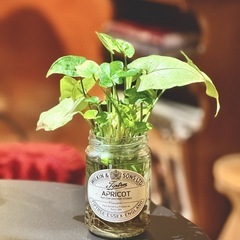 観葉植物　シンゴニウム　おしゃれな小瓶付き