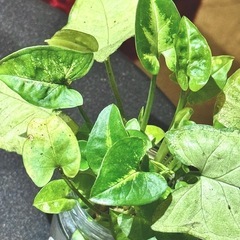 観葉植物　シンゴニウム　おしゃれな小瓶付きの画像