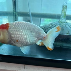 ランチュウ