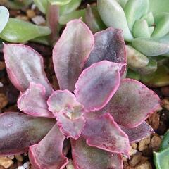 あずき多肉植物