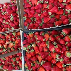 5/15(木)／5/16(金)／17(土)                       いちご狩り🍓🍓🍓 - その他