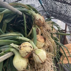新玉ねぎ