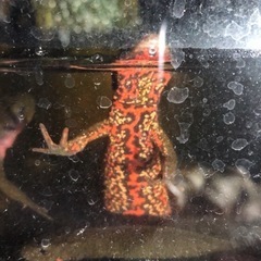 アカハライモリの画像