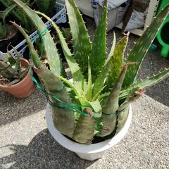 アロエ　大の画像