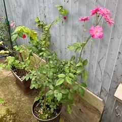 アブチロンとコウシンバラの寄せ植え
