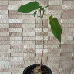 フィカスパルメリーの画像