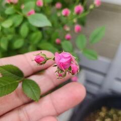花びらがとても小さな　姫バラ