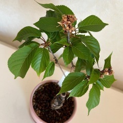 【盆栽】旭山桜(一才桜)の画像