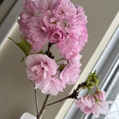 【盆栽】旭山桜(一才桜)