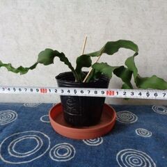 観葉植物サボテン科エピフィルム・グアテマレンシス(3枚もの)の画像