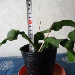 観葉植物サボテン科エピフィルム・グアテマレンシス(3枚もの)の画像