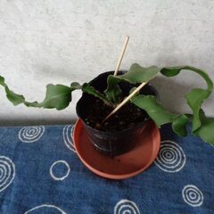 観葉植物サボテン科エピフィルム・グアテマレンシス(3枚もの)の画像