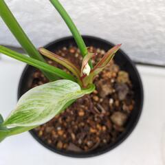 ♬　フィロデンドロン　バーキン　♬の画像