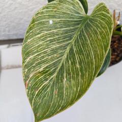 ♬　フィロデンドロン　バーキン　♬の画像