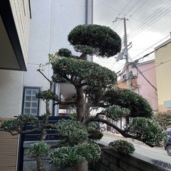 【無料】日本庭園の庭木・庭石・飛び石お譲りします  の画像