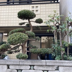 【無料】日本庭園の庭木・庭石・飛び石お譲りします  