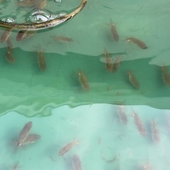 らんちゅう１０匹　1000円〜

