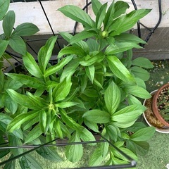 芍薬　苗　ピンク　4年目株の画像