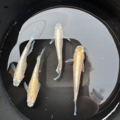 ルナイエローキッシング雄3雌1