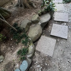 【無料】日本庭園の庭木・庭石・飛び石お譲りします  の画像