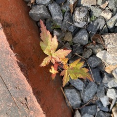 モミジ🍁の赤ちゃん