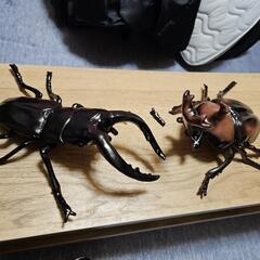 クワガタ　カブトムシ　フィギュア