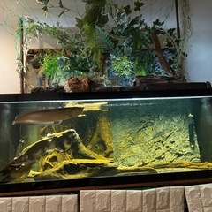【セール中:現金の方用】オーバーフロー濾過　水槽(120cm) アロワナなど生体あり　LED照明付きの画像