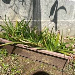アロエ　ベラ　株分け