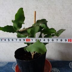 観葉植物サボテン科エピフィルム・グアテマレンシス新芽あり！の画像