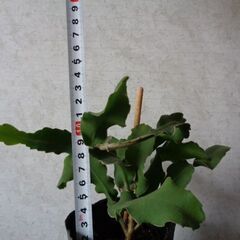 観葉植物サボテン科エピフィルム・グアテマレンシス新芽あり！の画像