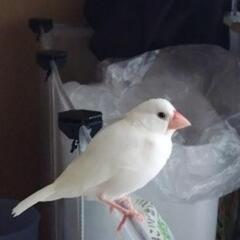 白文鳥の女の子です