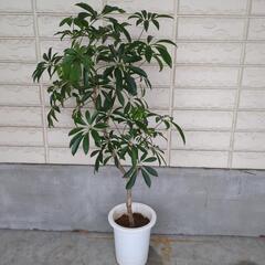カポック　高さ110センチ　観葉植物