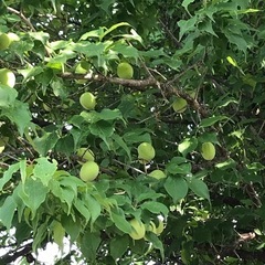 梅