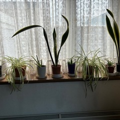 観葉植物8点