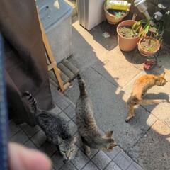 増えすぎて困っています屋内外２０匹ほど（猫エイズ発症してる…