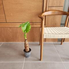 クワズイモの画像
