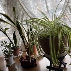 観葉植物１４点