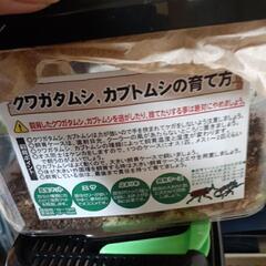 クワガタの画像