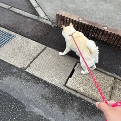 白柴どなたか引き取っていただけませんか？